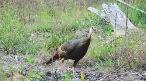 Wild Turkey Yelping Stock Footage