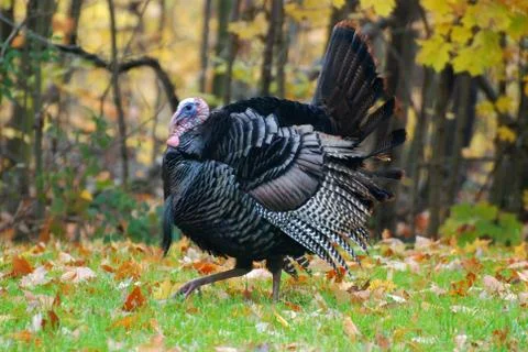 Wild turkey2 Stock Photos