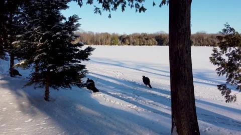 Wild turkeys 0002 Stock Footage 172276770