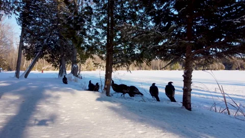 Wild turkeys 0003 Stock Footage 172279526