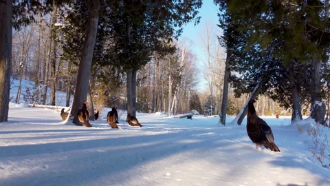 Wild turkeys 0004 Stock Footage 172279912