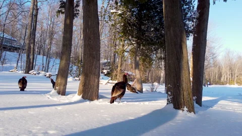 Wild turkeys 0005 库存影片 172304594