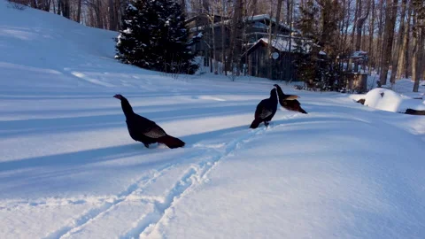 Wild turkeys 0007 Stock Footage 172283554