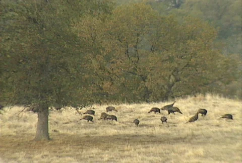 Wild turkeys 01 Stock Footage 646373