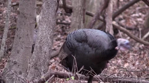 Wild turkeys in autumn forest closeup ruffles feathers Stock Footage 58951953