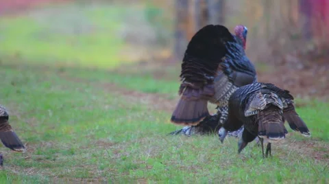 Wild Turkeys Breeding 動画素材 1318820