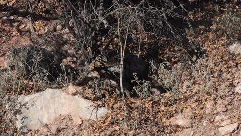 Wild Turkeys in Brush 스톡 동영상 94097265