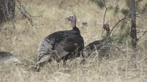 WILD TURKEYS CALLING &amp; BEDDING DOWN Stock-Footage 119345011