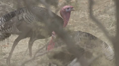 WILD TURKEYS CALLING &amp; WALKING Stock-Footage 119394005