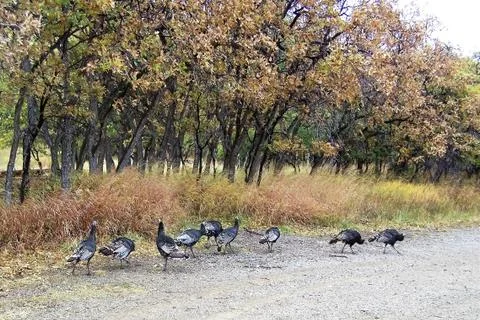 Wild turkeys in the fall Foto stock