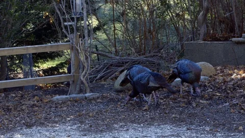 Wild Turkeys Feeding 1 스톡 동영상 72601760