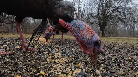 Wild Turkeys feeding closeup Stock Footage 126076789