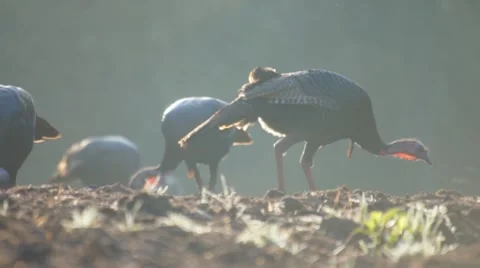 Wild Turkeys Feeding Stock-Footage 10850235