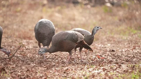 Wild Turkeys Feeding Stock Footage 167465129