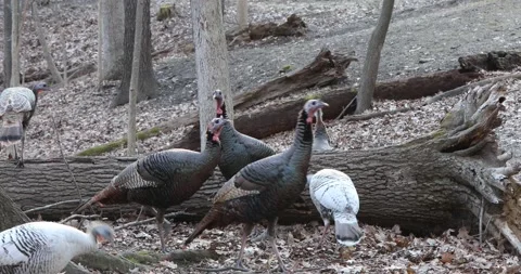Wild Turkeys Feeding Stock Footage 196933030