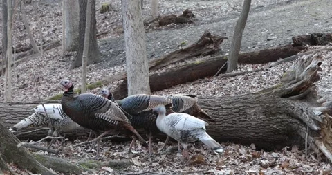 Wild Turkeys Feeding Stock Footage 196933111