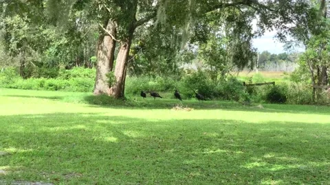 Wild Turkeys Flock Together Fall Mating Season Sound of Turkey Call Video stock 219394295