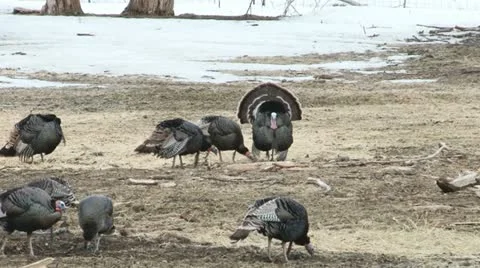 Wild Turkeys Stock Footage 11629444