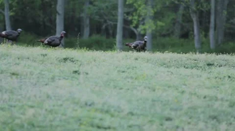 Wild Turkeys Video stock 12421801