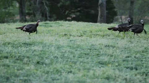 Wild Turkeys Stock Footage 12421836