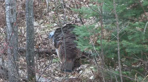 Wild Turkeys Stock Footage 18091215