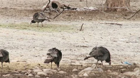 Wild turkeys Stock Footage 22305173