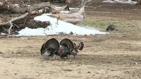 Wild turkeys Stock Footage 22305226