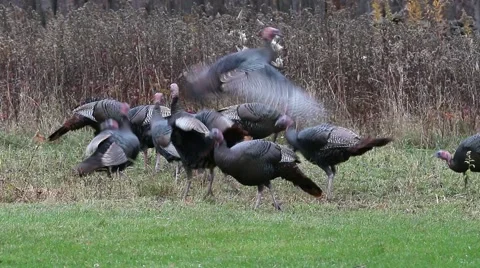 Wild Turkeys 스톡 동영상 64803335