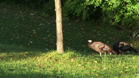 Wild Turkeys Stock Footage 72572152
