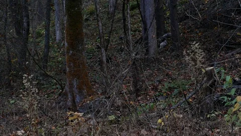 Wild turkeys 스톡 동영상 82512440