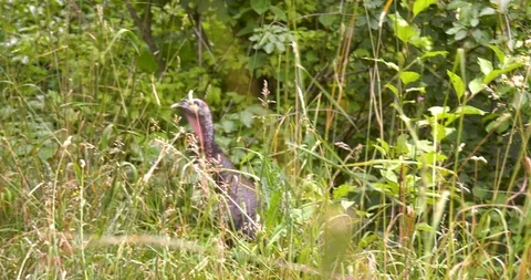Wild Turkeys  Stock Footage 103129935