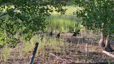 Wild Turkeys Video stock 285588422