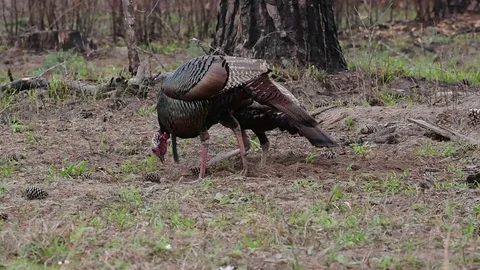 Wild Turkeys Foraging in the Forest Stock Footage 119403719