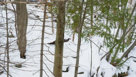 Wild turkeys foraging in the snow Stock Footage 329200228