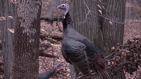 Wild turkeys in forest closeup Stock Footage 58270164