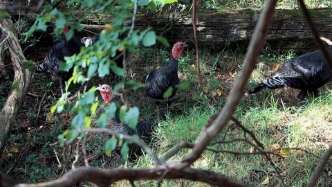 Wild Turkeys In Forest Vídeo Stock 88565640
