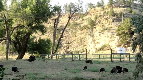 Wild Turkeys Grazing Stock Footage 81765059