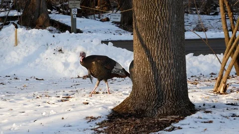 Wild Turkeys in Green Bay Stock Footage 100979732