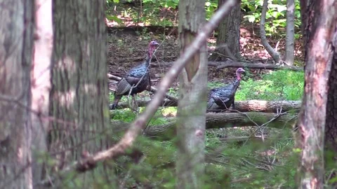 Wild turkeys ground level through trees forest nture Stock Footage 79838321