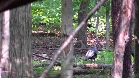 Wild turkeys ground level through trees forest walk away Stock Footage 79838527