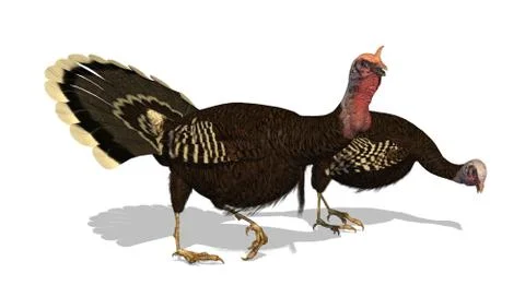 Wild Turkeys Stock Illustration