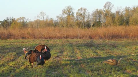 Wild Turkeys Killed Video stock 22333471