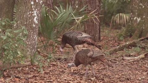 Wild turkeys look for food in a Florida forest Stock Footage 187681453