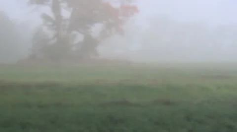 Wild turkeys in the mist 1.mp4 库存影片 12556578