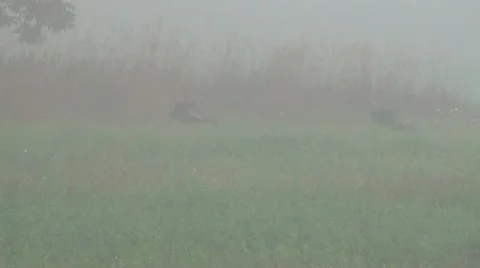 Wild turkeys in the mist 2.mp4 库存影片 12556601