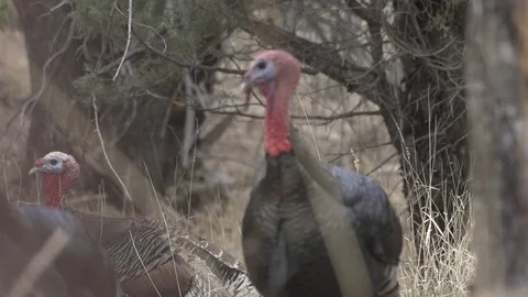 WILD TURKEYS MULTIPAL IN WOODS Stock-Footage 119551839