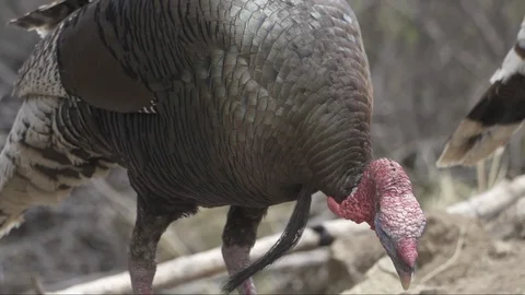 WILD TURKEYS PECKING AT GROUND Stock-Footage 119242283