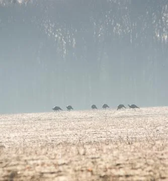 Wild turkeys Stock Photos