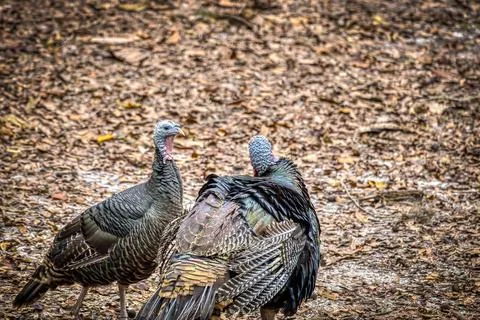 Wild Turkeys Stock Photos