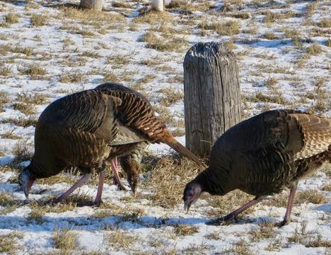 Wild Turkeys Stock Photos